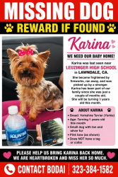 Reunited Female Dog last seen Rosecrans & Avis , Lawndale, CA 90260