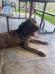 Reunited Male Dog last seen Near Yellowstone trl, Humble, TX 77346