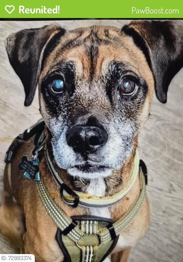 Reunited Male Dog last seen virginia beach blvd/n.oceana blvd, Virginia Beach, VA 23454