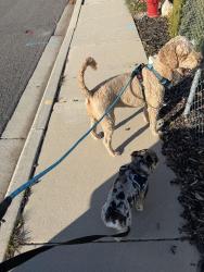 Reunited Male Dog last seen Near w 4120 s, West Valley City, UT 84128