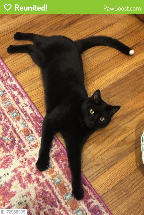 Reunited Male Cat last seen Near Lockwood Ave, Stanhope, NJ 07874, USA, Stanhope, NJ 07874