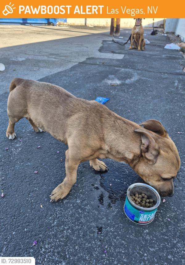 Found/Stray Male Dog last seen Indios and mountain vista , Las Vegas, NV 89121