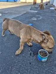 Found/Stray Male Dog last seen Indios and mountain vista , Las Vegas, NV 89121