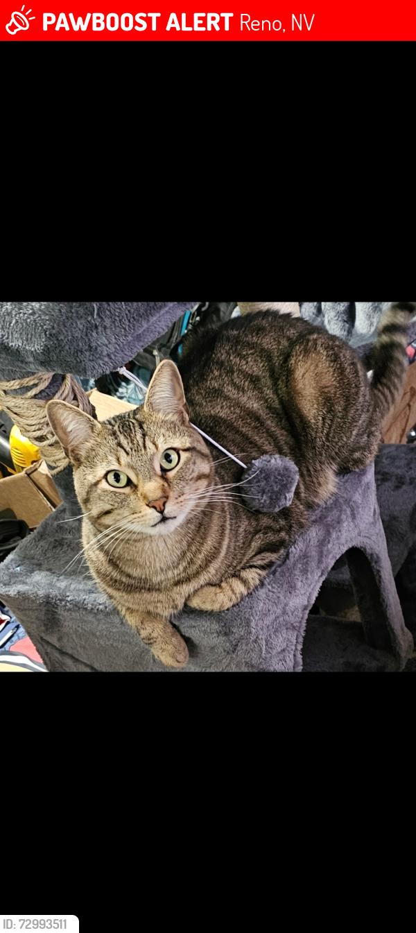 Lost Male Cat last seen Reno Vista Drive, Reno, NV 89512
