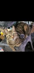 Lost Male Cat last seen Reno Vista Drive, Reno, NV 89512