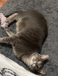 Lost Male Cat last seen Harris Beamer, Calhoun, GA 30701