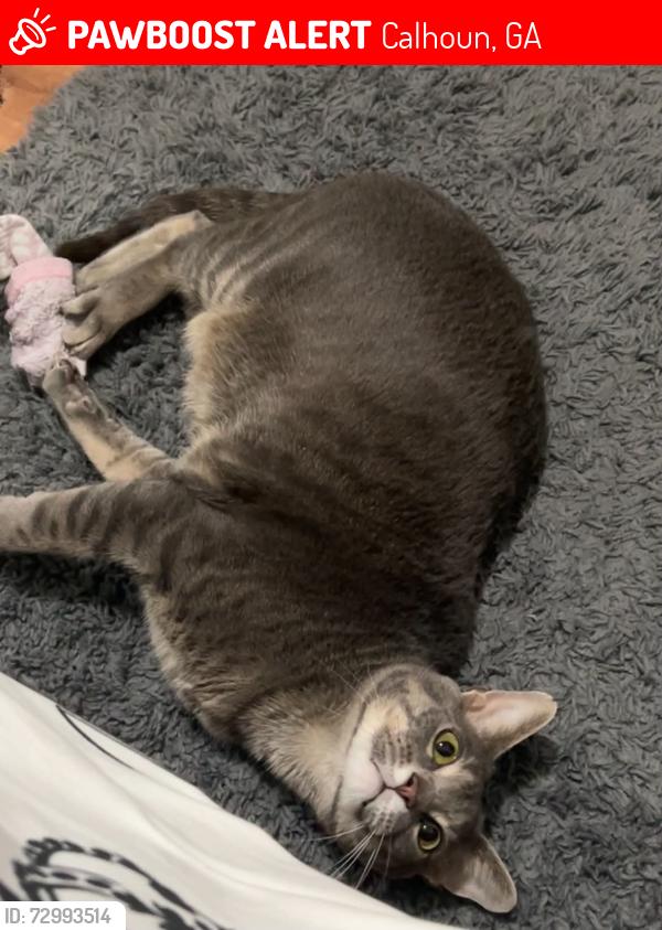 Lost Male Cat last seen Harris Beamer, Calhoun, GA 30701