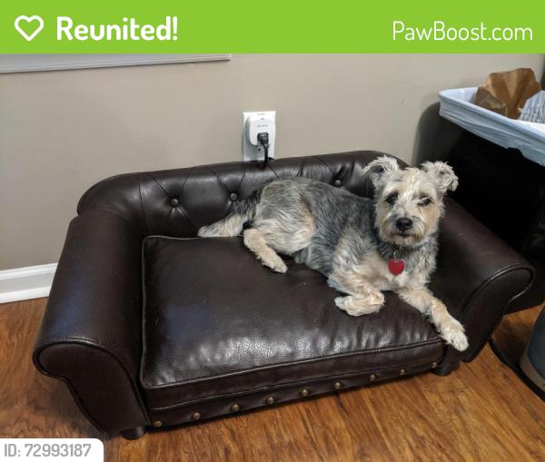 Reunited Female Dog last seen Tonti Way at The Corners apmts, Durham, NC 27703