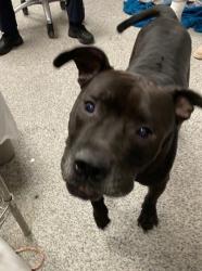Shelter Stray Male Dog last seen craven s tapestry hotel, New Bern City Limits, NC, 1639 Old Airport Rd, New Bern, NC 28562, USA
