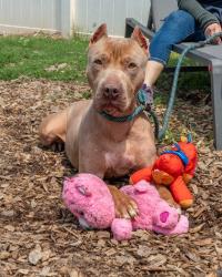 Shelter Stray Male Dog last seen Near Browns Mill Lake Rd, Lithonia, GA 30038, 30038, GA, 3280 Chamblee Dunwoody Rd, Chamblee, GA 30341, USA