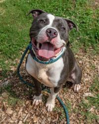 Shelter Stray Male Dog last seen Near Chapman Ln, 30088, GA, 3280 Chamblee Dunwoody Rd, Chamblee, GA 30341, USA