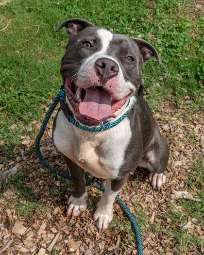 Shelter Stray Male Dog last seen Near Chapman Ln, 30088, GA, 3280 Chamblee Dunwoody Rd, Chamblee, GA 30341, USA