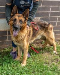 Shelter Stray Male Dog last seen Near Stirrup Ln, 30316, GA, 3280 Chamblee Dunwoody Rd, Chamblee, GA 30341, USA