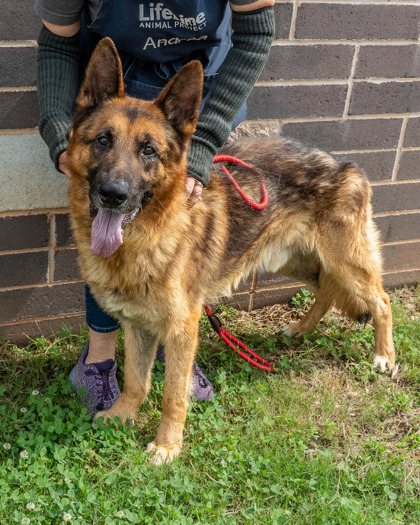 Shelter Stray Male Dog last seen Near Stirrup Ln, 30316, GA, 3280 Chamblee Dunwoody Rd, Chamblee, GA 30341, USA