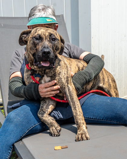 Shelter Stray Female Dog last seen Dawn Drive & Tilson Rd Decatur, GA, 30002, GA, 3280 Chamblee Dunwoody Rd, Chamblee, GA 30341, USA