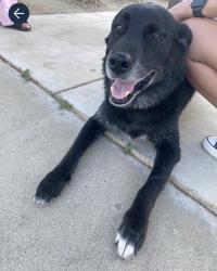 Found/Stray Unknown Dog last seen Eastgate , Ceres, CA 95358