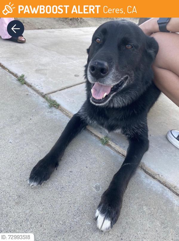 Found/Stray Unknown Dog last seen Eastgate , Ceres, CA 95358