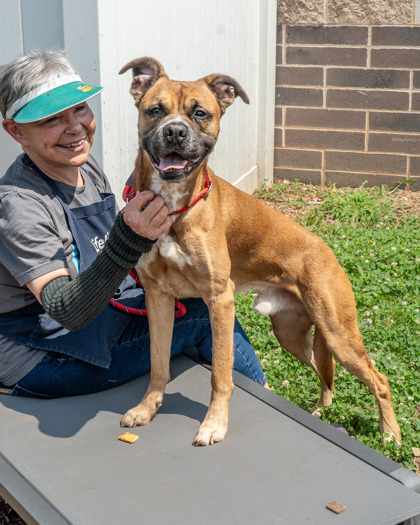 Shelter Stray Male Dog last seen , , GA, 3280 Chamblee Dunwoody Rd, Chamblee, GA 30341, USA