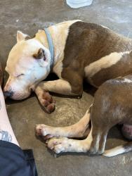 Found/Stray Male Dog last seen Galway Lane, Houston, TX 77080