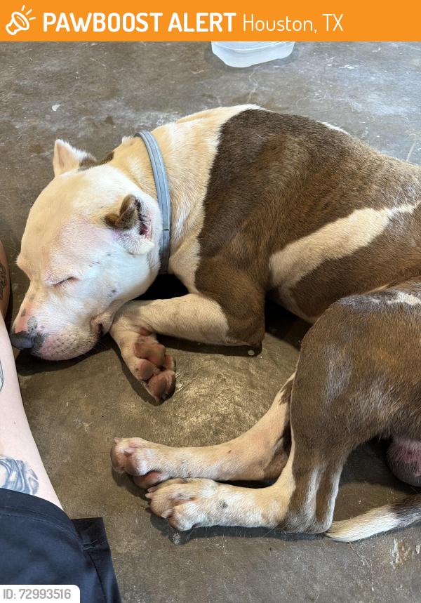 Found/Stray Male Dog last seen Galway Lane, Houston, TX 77080
