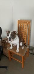 Lost Female Dog last seen Pinos Verde Lane, Victorville, CA 92392