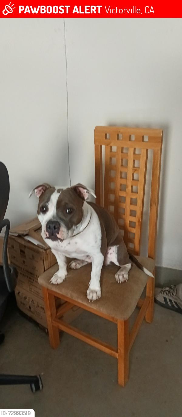 Lost Female Dog last seen Pinos Verde Lane, Victorville, CA 92392