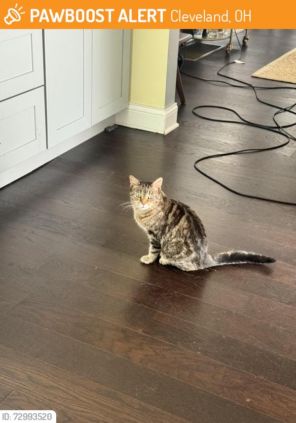 Found/Stray Female Cat last seen Prame Ave and Scranton Ave, Cleveland, OH 44109