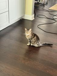 Found/Stray Female Cat last seen Prame Ave and Scranton Ave, Cleveland, OH 44109