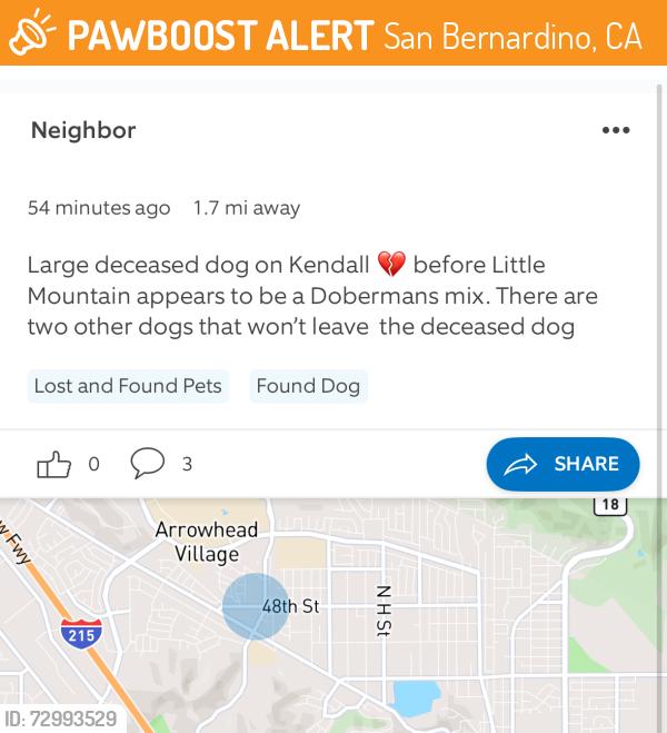 Found/Stray Unknown Dog last seen 48th and Kendall , San Bernardino, CA 92407