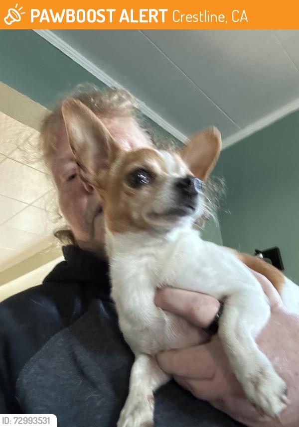 Found/Stray Male Dog last seen Liberty and Crestline, Crestline, CA 92325