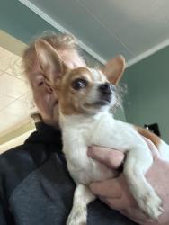 Found/Stray Male Dog last seen Liberty and Crestline, Crestline, CA 92325