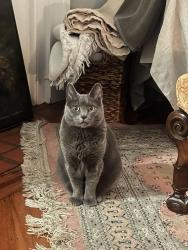 Reunited Female Cat last seen Spruce and 11th, Philadelphia, PA 19107