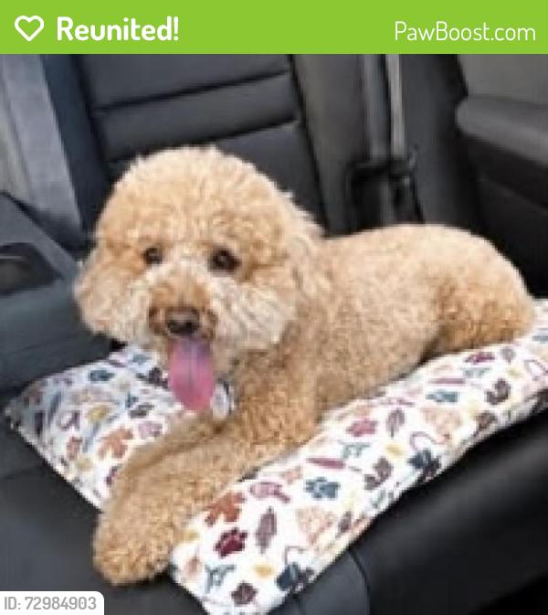 Reunited Female Dog last seen Coconut grove area, Miami Fl, Miami, FL 33133