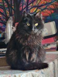 Lost Female Cat last seen Cathedral Peak and Junction Peak (off Sparks Blvd), Sparks, NV 89436