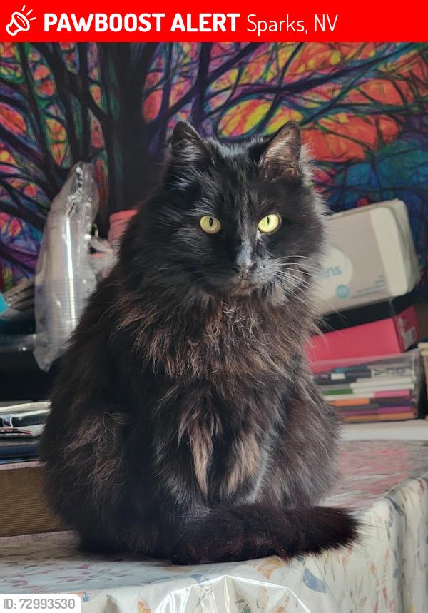 Lost Female Cat last seen Cathedral Peak and Junction Peak (off Sparks Blvd), Sparks, NV 89436