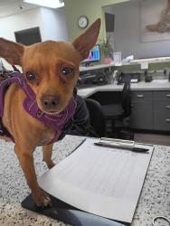 Reunited Female Dog last seen Decatur and Rancho drive, Las Vegas, NV 89106