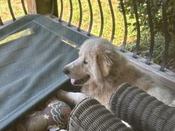 Reunited Male Dog last seen Eufola and Buffalo Shoals Statesville NC, near Catawba Co line, Statesville, NC 28677