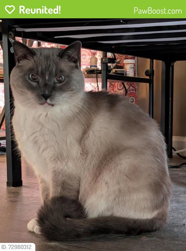Reunited Male Cat last seen Sanderson Rd., Meridianville, AL 35759