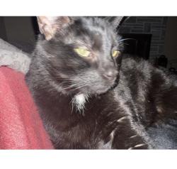 Lost Male Cat last seen zip-63125, Runyon Ave,Carondelet BLVD, St. Louis, Mo, Lemay, MO 63125