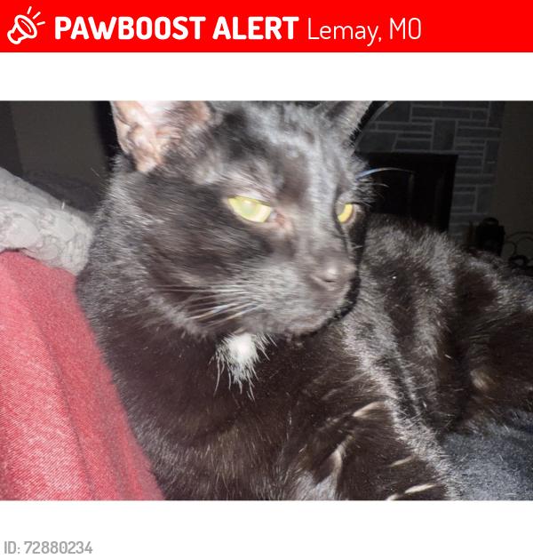 Lost Male Cat last seen zip-63125, Runyon Ave,Carondelet BLVD, St. Louis, Mo, Lemay, MO 63125