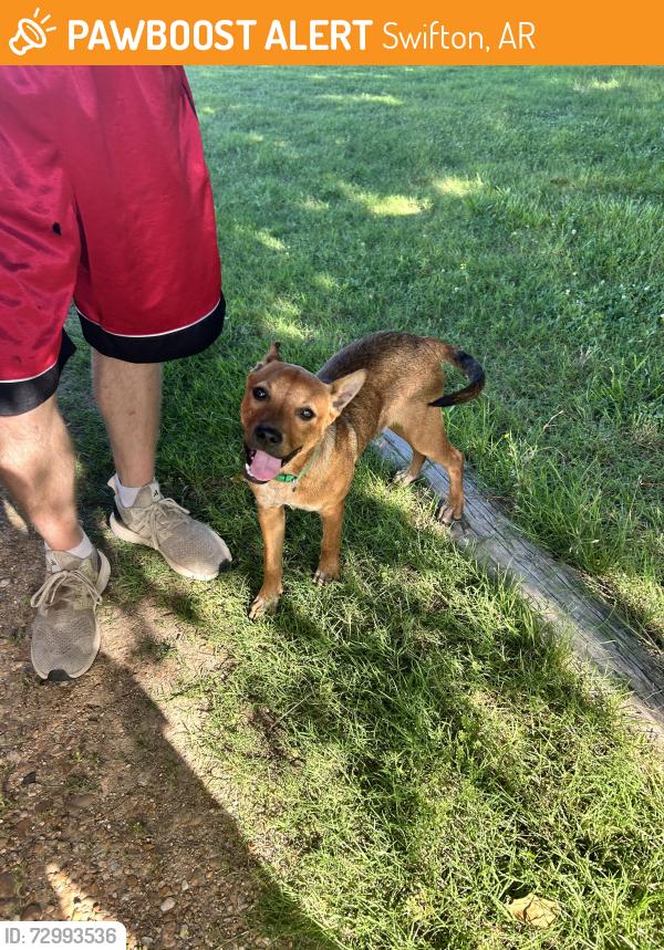 Found/Stray Male Dog last seen Near E tuckerman side, not swifton.  , Swifton, AR 72471