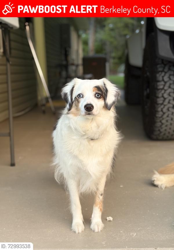 Lost Female Dog last seen Highway 41, Berkeley County, SC 29450
