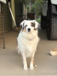 Lost Female Dog last seen Highway 41, Berkeley County, SC 29450