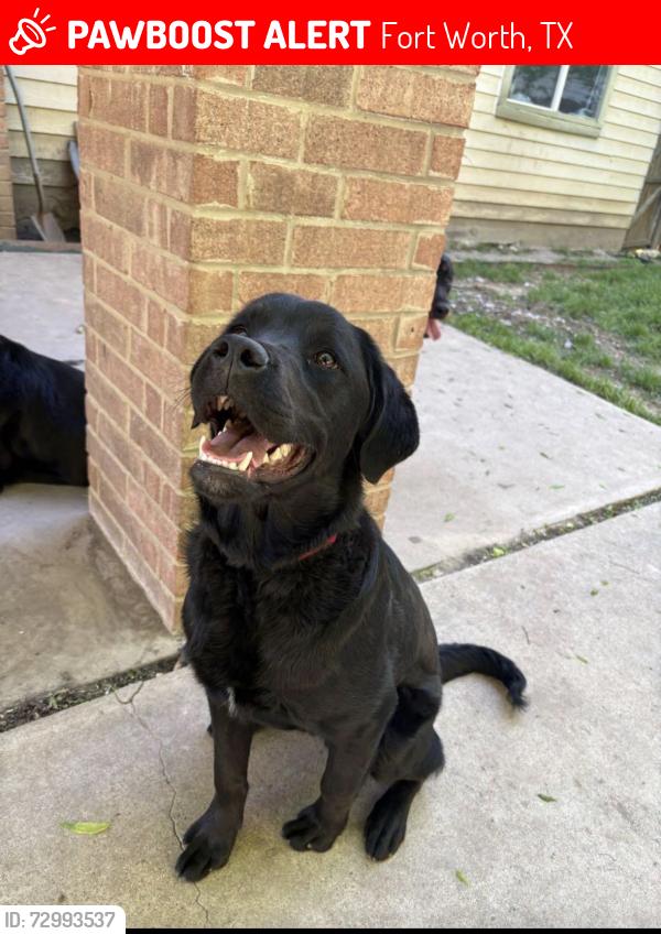Lost Male Dog last seen camp bowie/chapel rd, Fort Worth, TX 76116