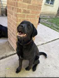 Lost Male Dog last seen camp bowie/chapel rd, Fort Worth, TX 76116