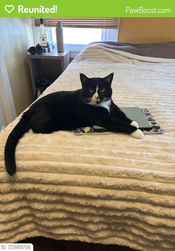 Reunited Female Cat last seen E Penn & N Bedford St Intersection, Carlisle, PA 17013