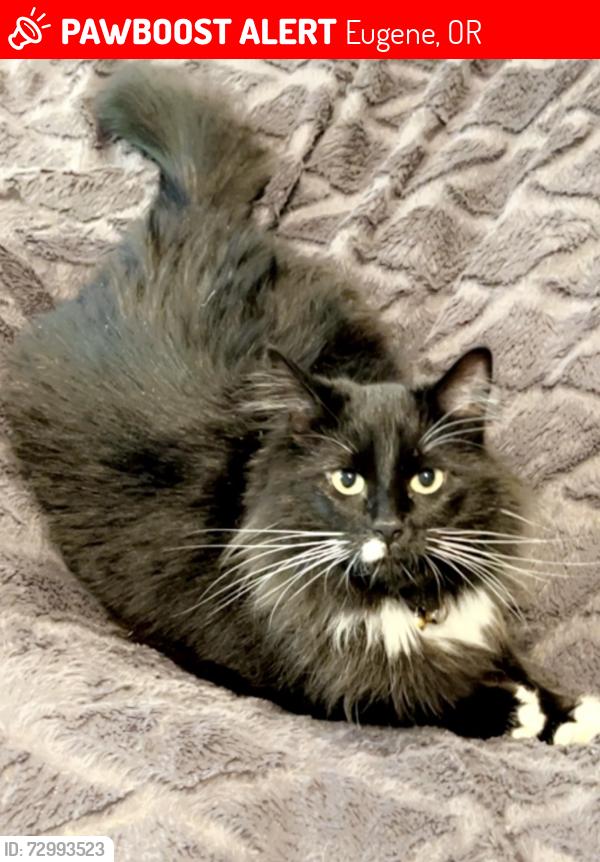 Lost Female Cat last seen Near old coburg rd , Eugene, OR 97408