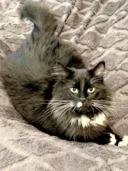 Lost Female Cat last seen Near old coburg rd , Eugene, OR 97408