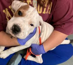 Shelter Stray Male Dog last seen Near S Wilmington St Street, RALEIGH, NC, 27603, 820 Beacon Lake Dr, Raleigh, NC 27610, USA