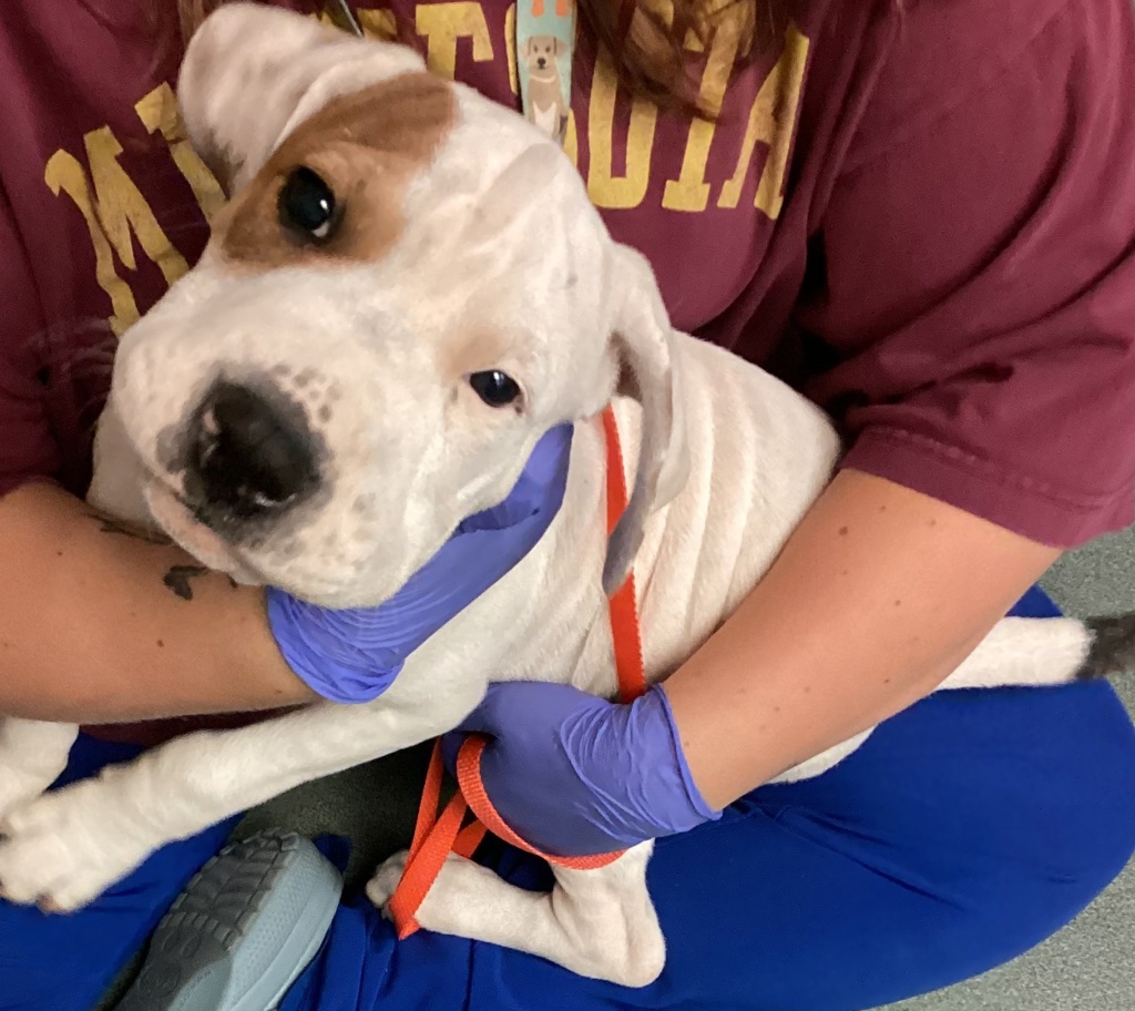 Shelter Stray Male Dog last seen Near S Wilmington St Street, RALEIGH, NC, 27603, 820 Beacon Lake Dr, Raleigh, NC 27610, USA